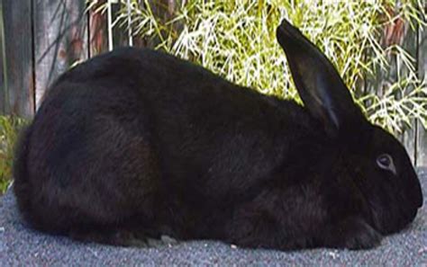 Flemish Giant Rabbit Breeders in Oregon - Our Lovely Rabbits