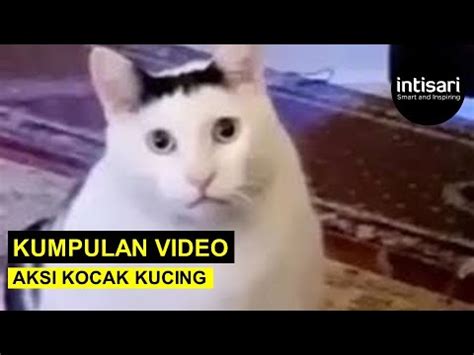 Bikin Gemas, Lihat Kumpulan Video Tingkah Kocak Kucing yang Lucu - YouTube