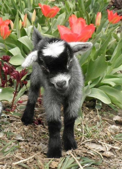 How to care for pygmy goats with pictures – Artofit