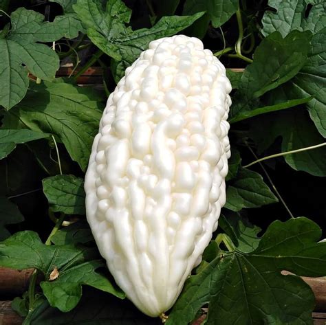 Ampalaya Seeds, White Bittergourd Seeds, Vegetable Seeds#045 – Mays Garden Seed