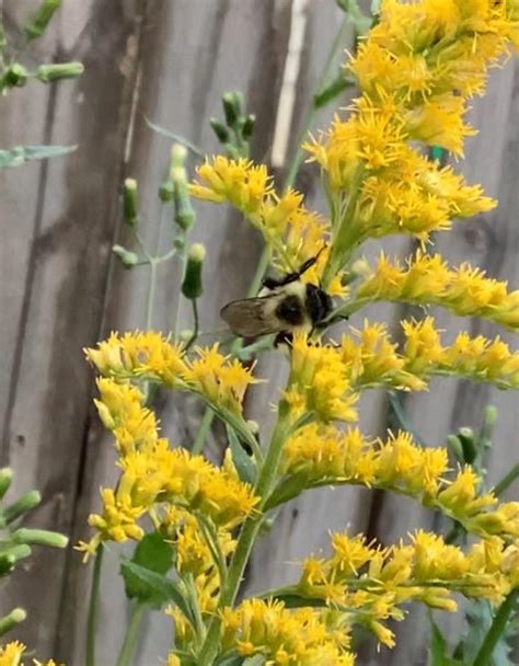 Is this a common eastern bumble bee? (SE USA) : r/HappyPollinators