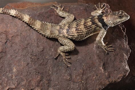 A Photographer's View: Crevice Spiny Lizard(Sceloporus poinsetti)