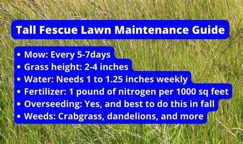 Tall Fescue Lawn Maintenance Guide