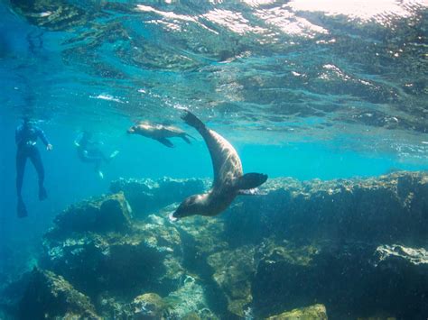 Snorkeling vs. Diving in the Galapagos Islands