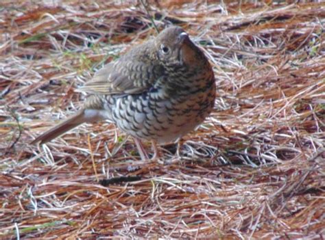 Thrush Identification | BIRDS in BACKYARDS