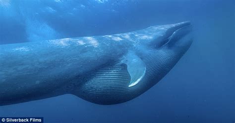 Researchers say food made blue whales giants | Daily Mail Online