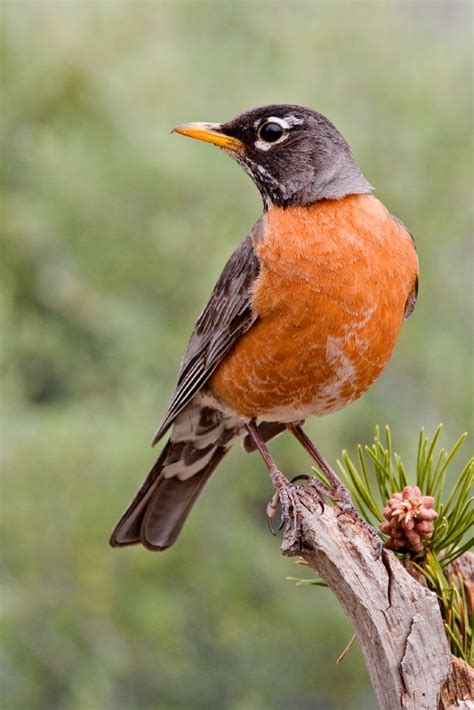 List of birds of Connecticut - Wikipedia