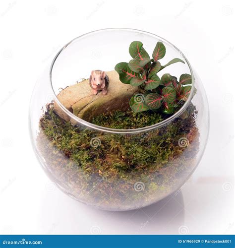 Terrarium in glass bottle. stock image. Image of indoor - 61966929