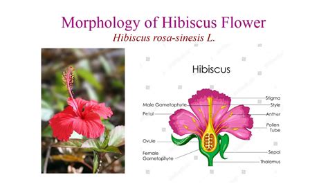 Morphology of Hibiscus rosa-sinensis - YouTube