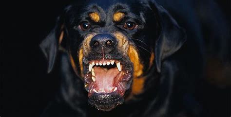 45+ Mean Rottweiler Pictures - l2sanpiero