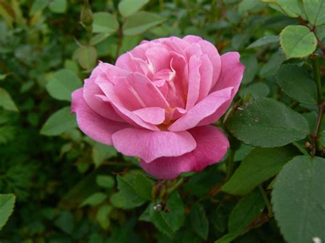 Texas Rose Rustlers aim to collect, preserve rare old flowers | Home Garden | theadvocate.com