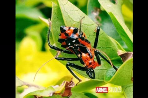 TINGNAN: Macro photography libangan ng lalaki sa Baguio habang quarantine | ABS-CBN News