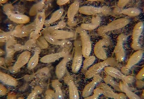 Termites: Types, Facts & How to Identify Them