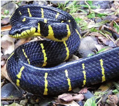 Adult male Boiga dendrophila (USNM 587042). Photographed by D. G. Mulcahy. | Download Scientific ...