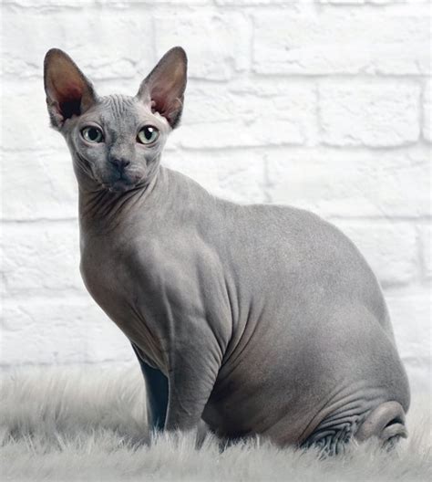 Caring for Your Sphynx Cat - Catwatch Newsletter