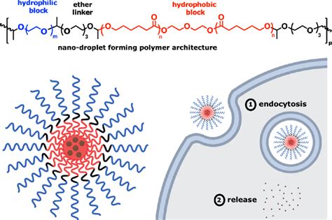 Scheme 1. (top) Chemical Structure of the Customized Polyacetal PA11, a ...