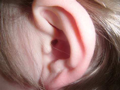Human Ear Free Stock Photo - Public Domain Pictures