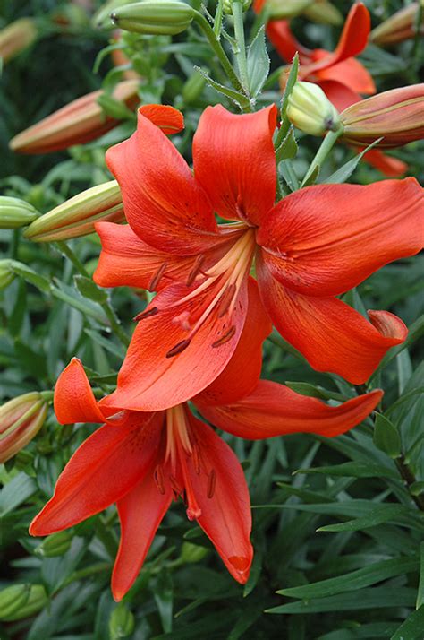 Red Tiger Lily (Lilium lancifolium 'Rubrum') in Brainerd Baxter Little Falls Aitkin Nisswa Mille ...