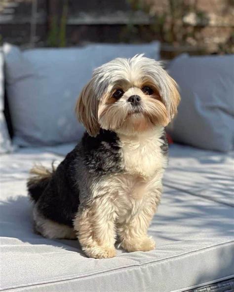 18 Fascinating Yorkie Mix Breeds: The Tiny and Determined