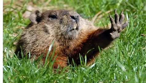 Gopher vs Groundhog: Top 10 Differences | Gopher Nuts