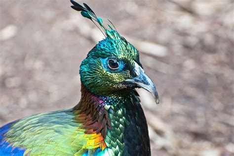 Himalayan Monal Wallpapers - Wallpaper Cave