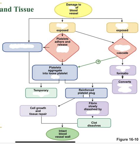 Hemostasis and Tissue Repair Diagram | Quizlet