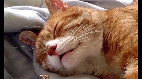 Cute Cat Snore! - YouTube