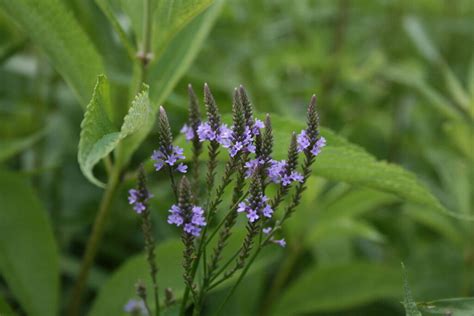 Blue Vervain: 6 Health Benefits, Uses, and Side Effects