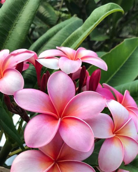 hawaiian flowering trees photos - Rewarded Cyberzine Navigateur