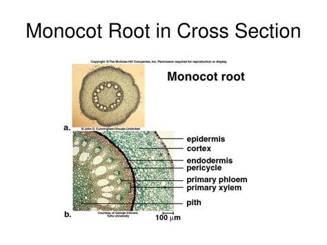 PPT - The Plant Body PowerPoint Presentation - ID:336354