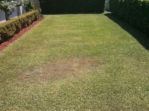 How should I remove a patch of the wrong type of grass from my lawn ...