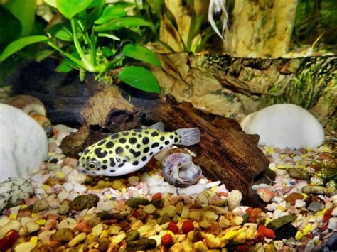 Dwarf Puffer | A to Z Guide - Care, Tank Mates, Size and Diet