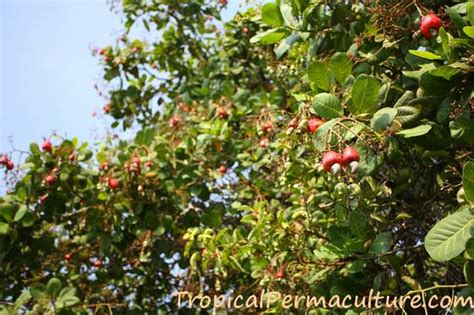 Cashew Nut Fruit Tree