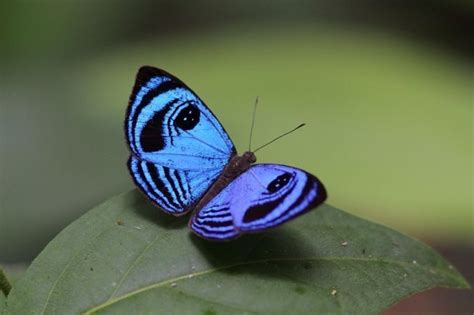 The Fauna of French Guiana - Dave's Garden