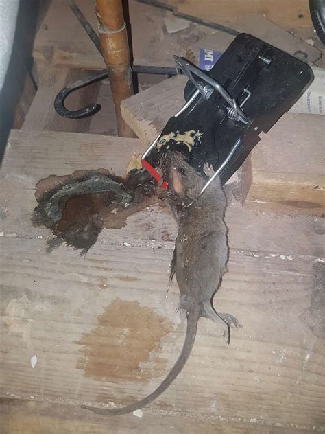 Rat infestation in Thanington sparks urgent pest control response from ...