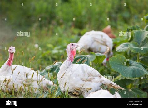 free range turkey Stock Photo - Alamy