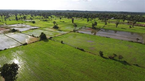 Cambodian Rice Fields - YouTube