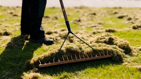 The Art of Dethatching: Ensuring Healthy Lawns - Hemlock Landscapes