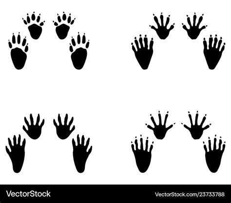 Black footprints of raccoon Royalty Free Vector Image