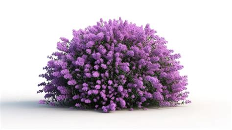 White Background Isolated 3d Render Of A Lavender Flower Bush, Lavender ...