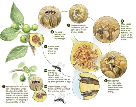 fig wasp and fig tree mutualism | Fig, Wasp, Permaculture