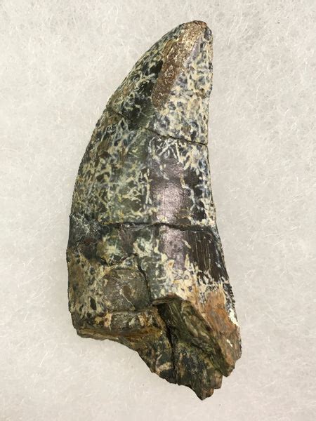 Allosaurus Tooth 1&11/16” (large allosaurid dinosaur) | Darwin and Wallace: A Nature & Fossil Store