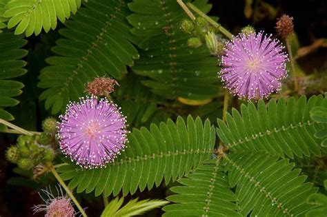 Prosopis Cineraria, Importance, Information & Facts