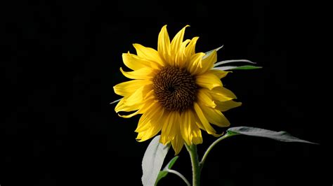 Sunflower Wallpaper Black Background - SUNFLOWER