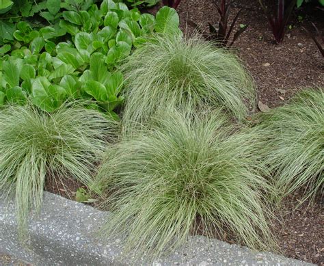 Sedges and Grasses - Plant Talk