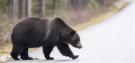 Where to Spot Wildlife with Discover Banff Tours | Discover Banff Tours