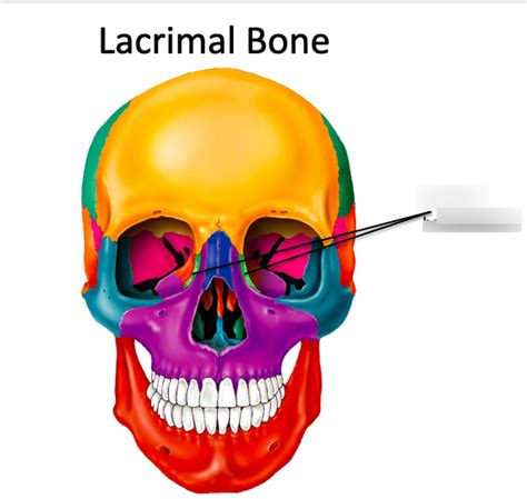 Lacrimal Bone Diagram | Quizlet