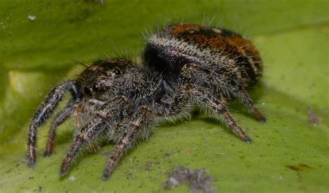 I call her jumpy eyes | These jumping spiders really do have… | Flickr