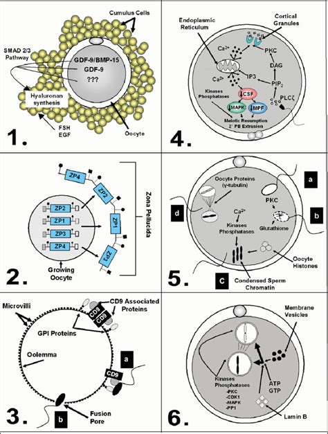 Detailed schematics of the 6 individual steps of fertilization outlined ...