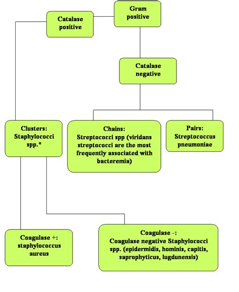 Gram Positive Cocci In Clusters Staph Aureus